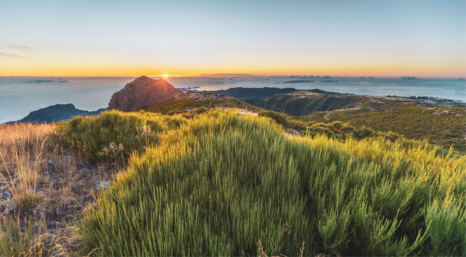 Golden dawn light on mountain heather with the cloud sea to the horizon