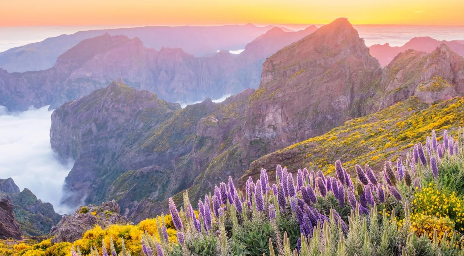 Purple Pride of Madeira and yellow gorse flowering on the peaks at dawn