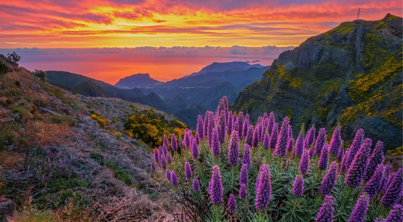 A fiery orange sunrise sky over Madeira's coast with Pride of Madeira in flower