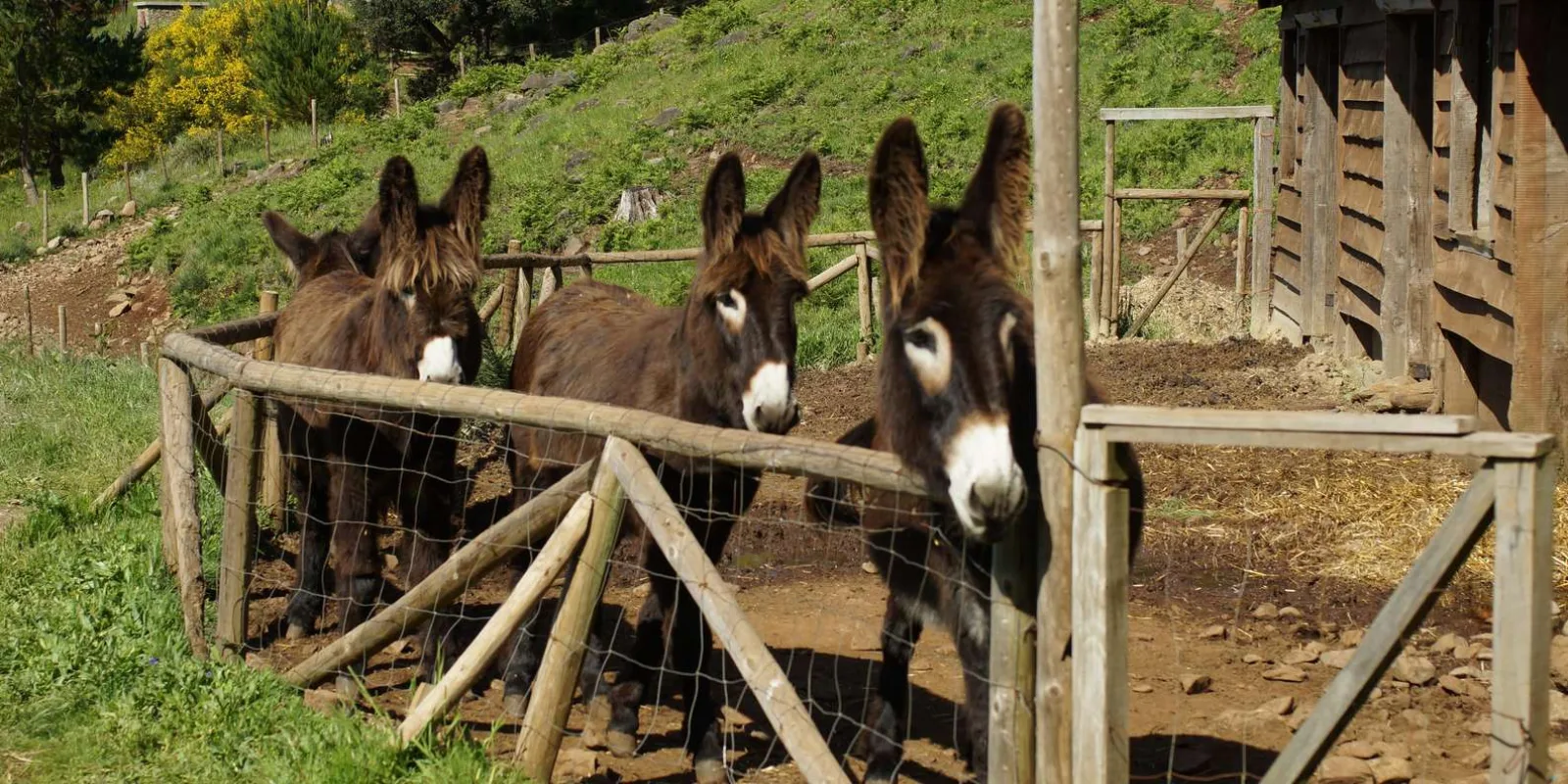 Donkeys at a gate on the PR3 Donkey Trail, the historic route down towards Funchal